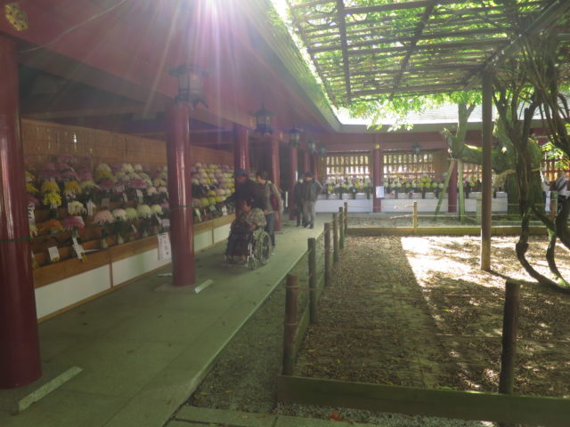 様々な菊が楽しめる