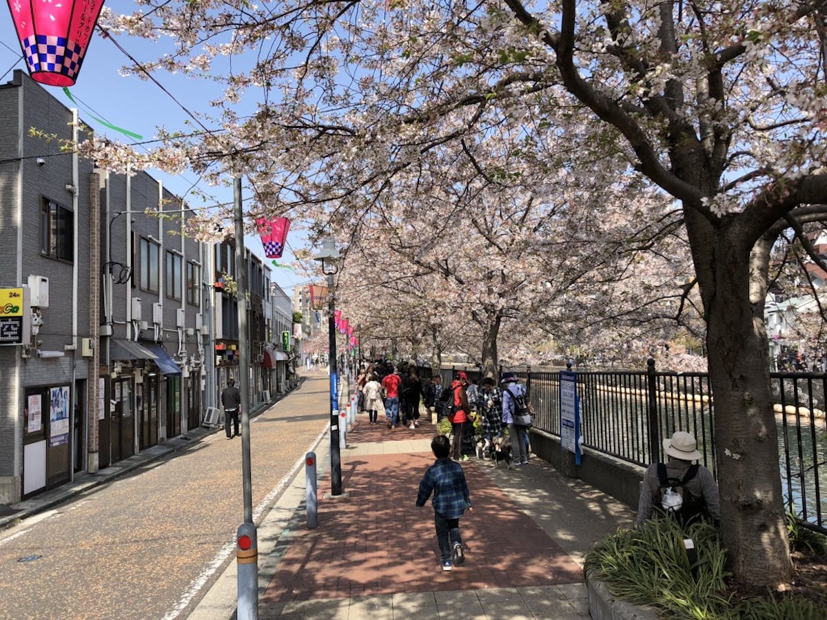 大岡山桜まつりの風景