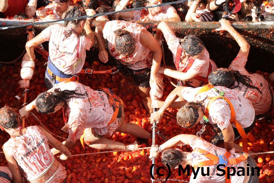 スペインでトマト祭り-Tomatina 2018-に参加できる！世界の奇祭を体感できる「みゅう」のトマト祭りツアーをご紹介！