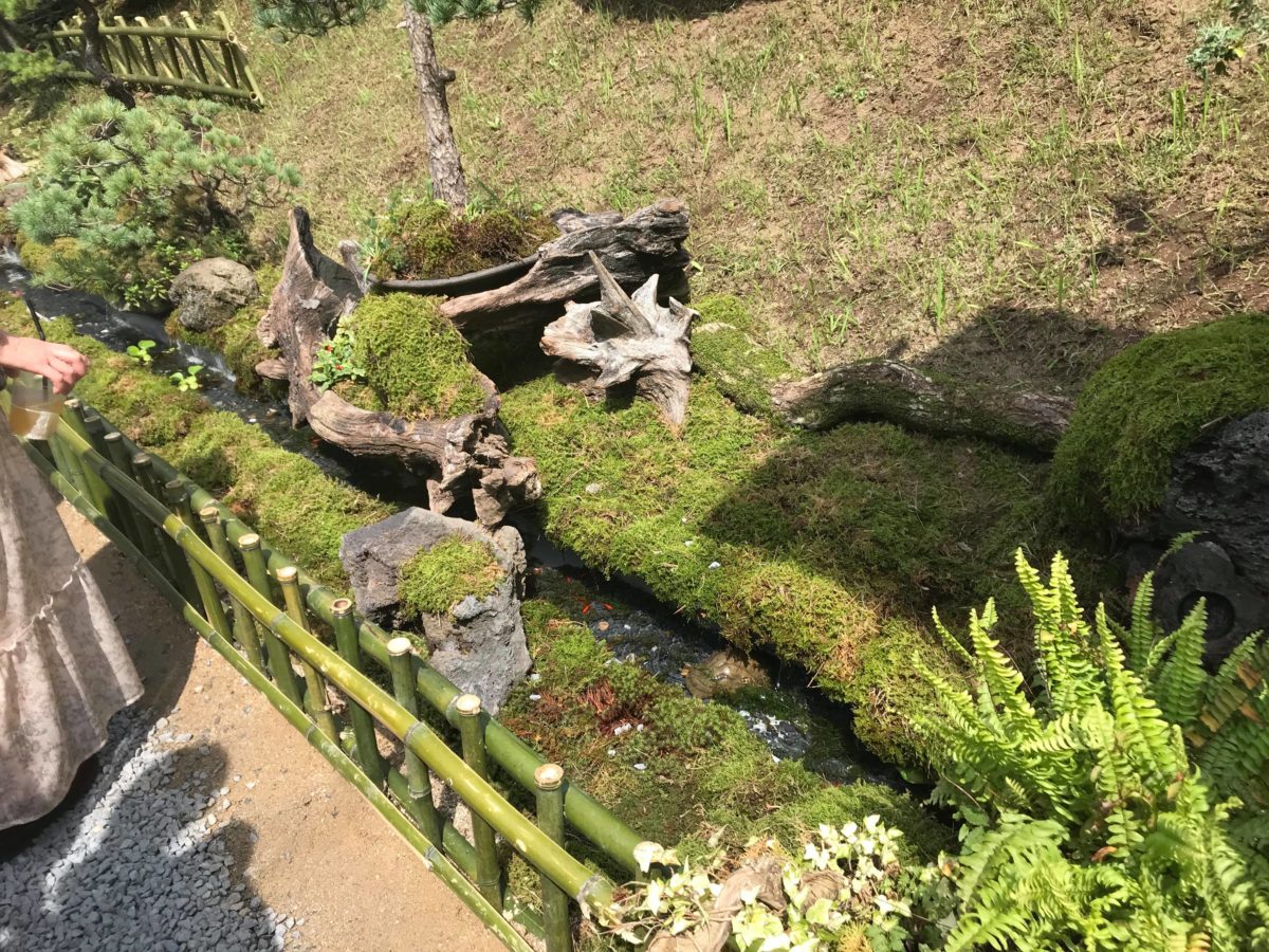 仮殿のために作られた池。中には金魚が泳いでいます