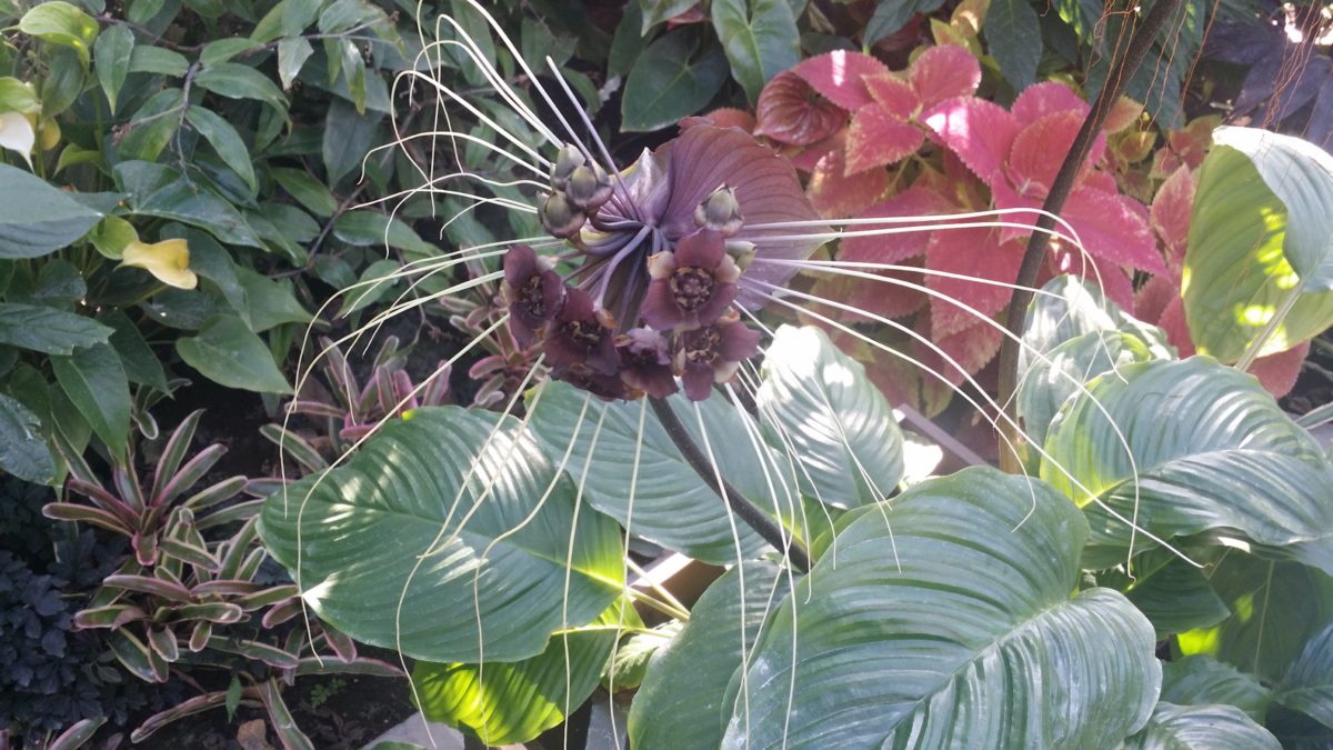 青島裸まいり2019