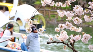 お花見はいつ誰が始めた？日本三大桜はどこ？