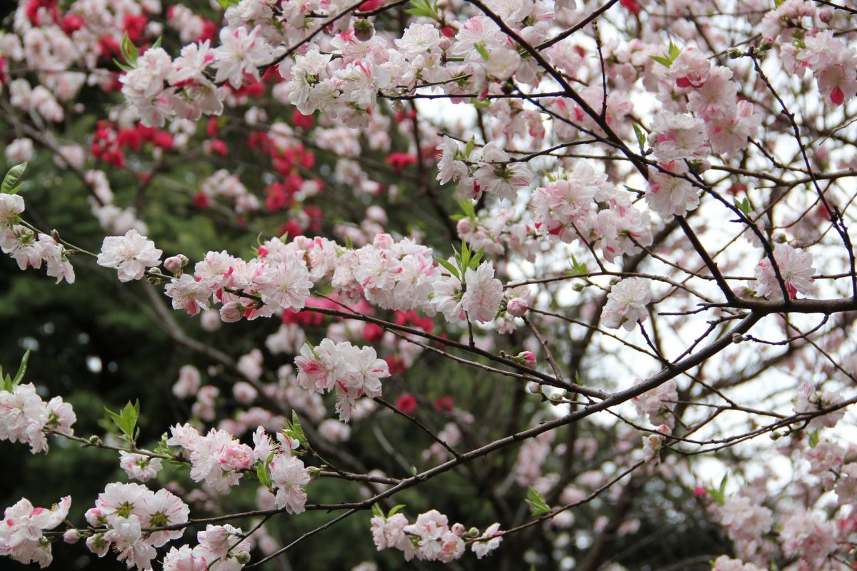 新宿のお花見スポット5選♪仕事帰りにふらっと立ち寄りも！