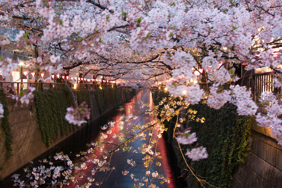 東京都内のお花見スポットを10ヶ所厳選してご紹介♪桜の名所多数！