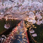 東京都内のお花見スポットを10ヶ所厳選してご紹介♪桜の名所多数！