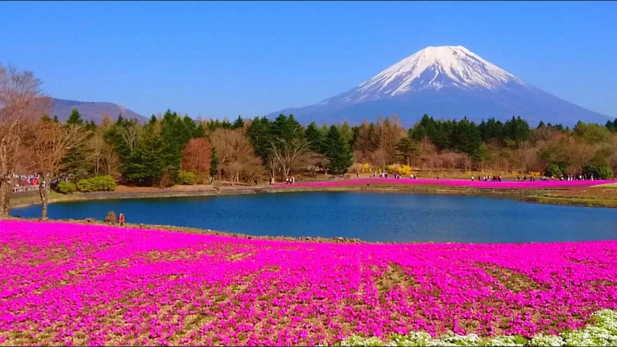 大型連休に出かけたい！「富士芝桜まつり」は富士山×芝桜のピンクが絶景！見どころをご紹介♪