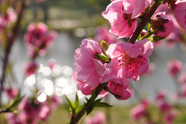 【SNSまとめ】桜の前に、桃でお花見しよう♪日本一の花桃の里の「古河桃まつり」