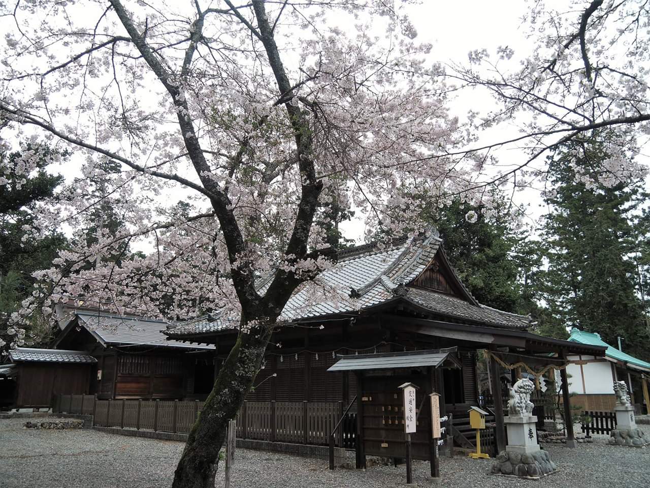 「二の舞」「拍子抜け」…語源は舞楽にあった?! 遠州に春を告げる天宮神社例大祭 十二段舞楽奉納|株式会社オマツリジャパン