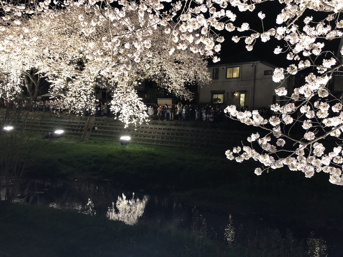 野川の桜ライトアップ