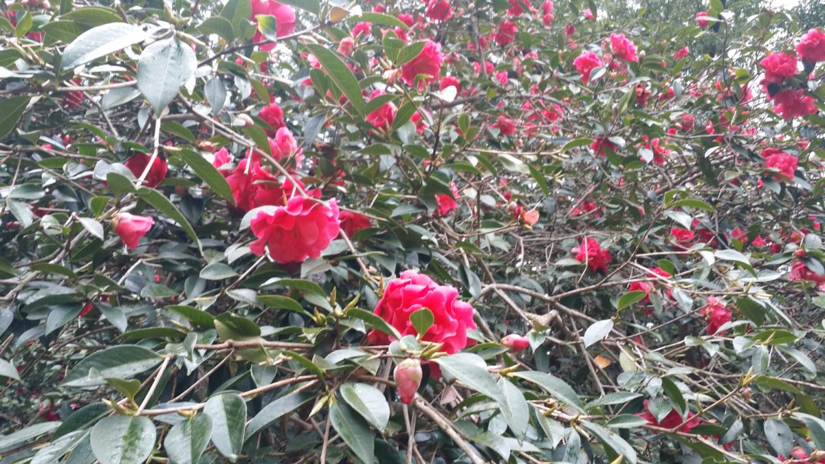 川西市源氏まつり