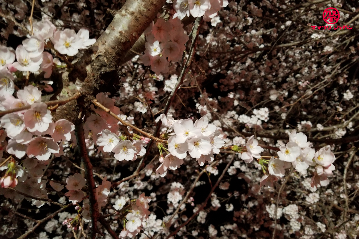 夜桜と花火の競演！業界屈指の野村花火が見られる辰ノ口さくら祭り。