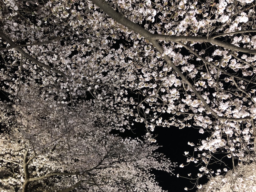 野川の桜ライトアップ