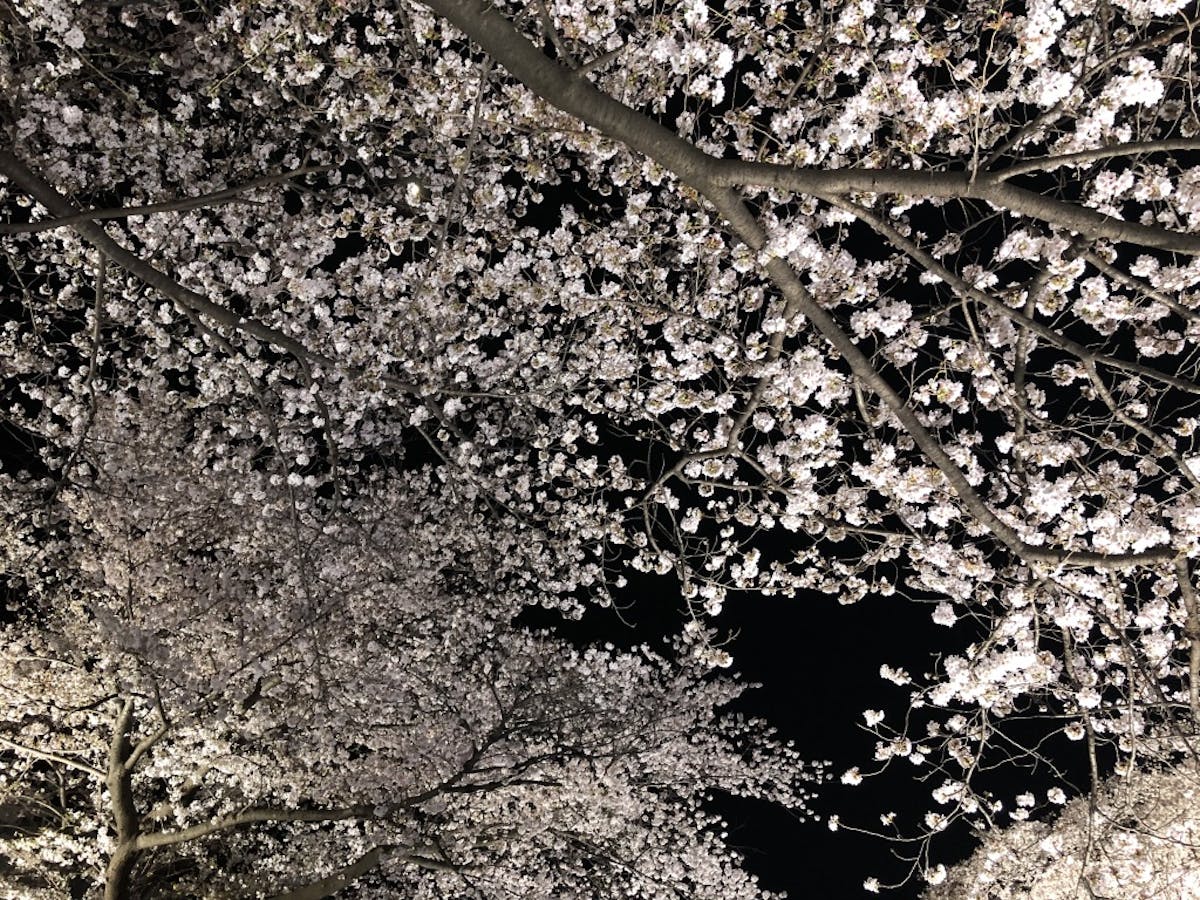 19年日程確定 たったの3時間だけ行われる 野川の桜ライトアップ の魅力とは オマツリジャパン あなたと祭りをつなげるメディア 19年日程確定 たったの3時間だけ行われる 野川の桜ライトアップ の魅力とは オマツリジャパン あなたと祭りをつなげるメディア