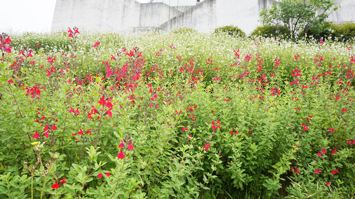 チェリーセージ