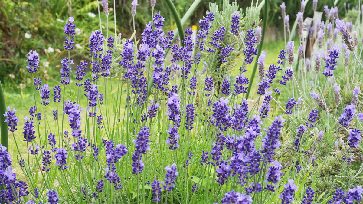 ハーブフェスティバル