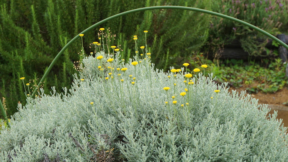 元気なイエローのダーヤーズカモマイル
