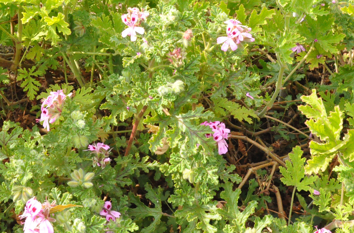 松田山ハーブガーデン