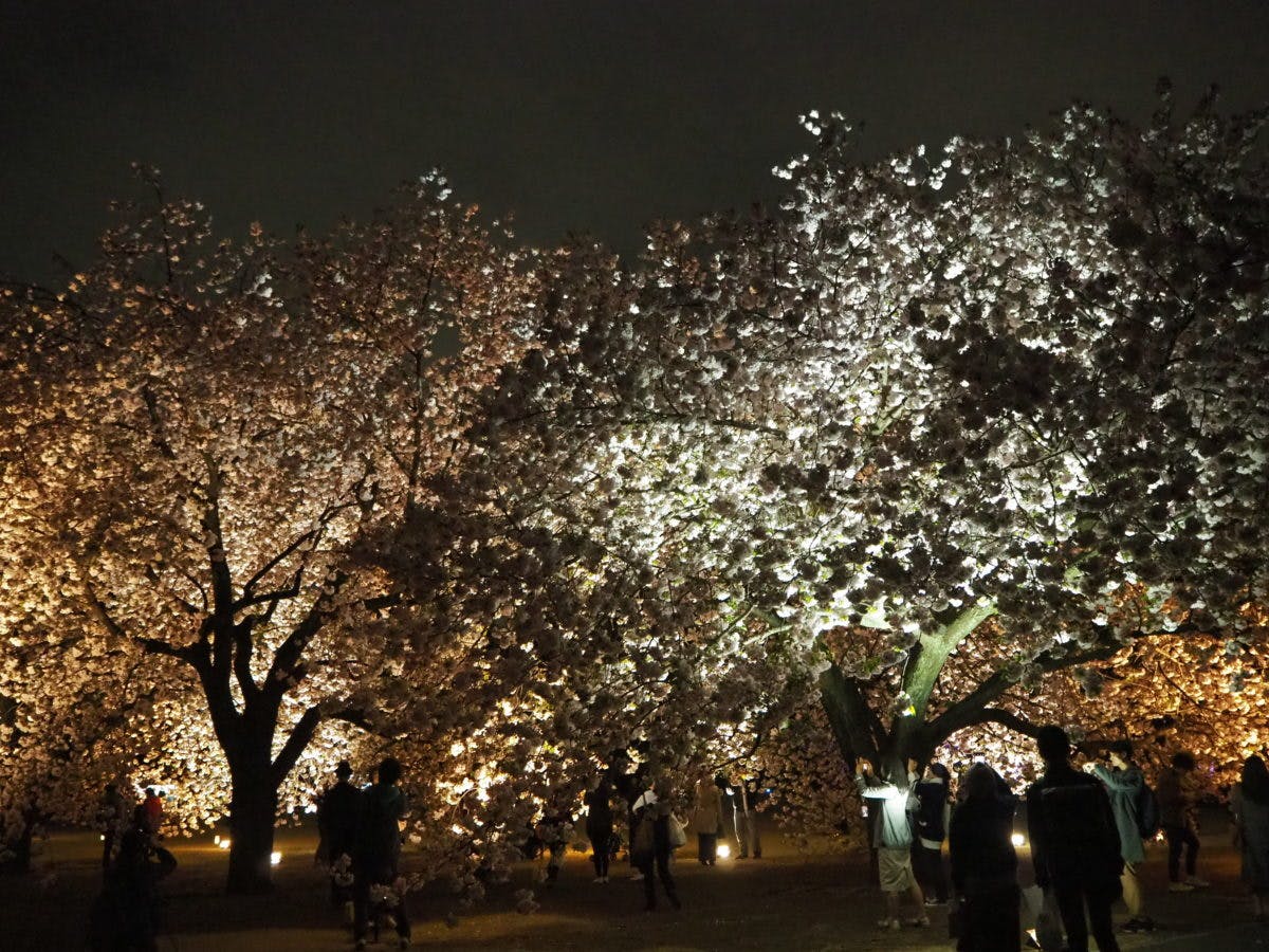 新宿御苑で 八重桜ライトアップ が19年4月18日 木 まで開催 映えショットやグルメ情報をご紹介 オマツリジャパン 毎日 祭日