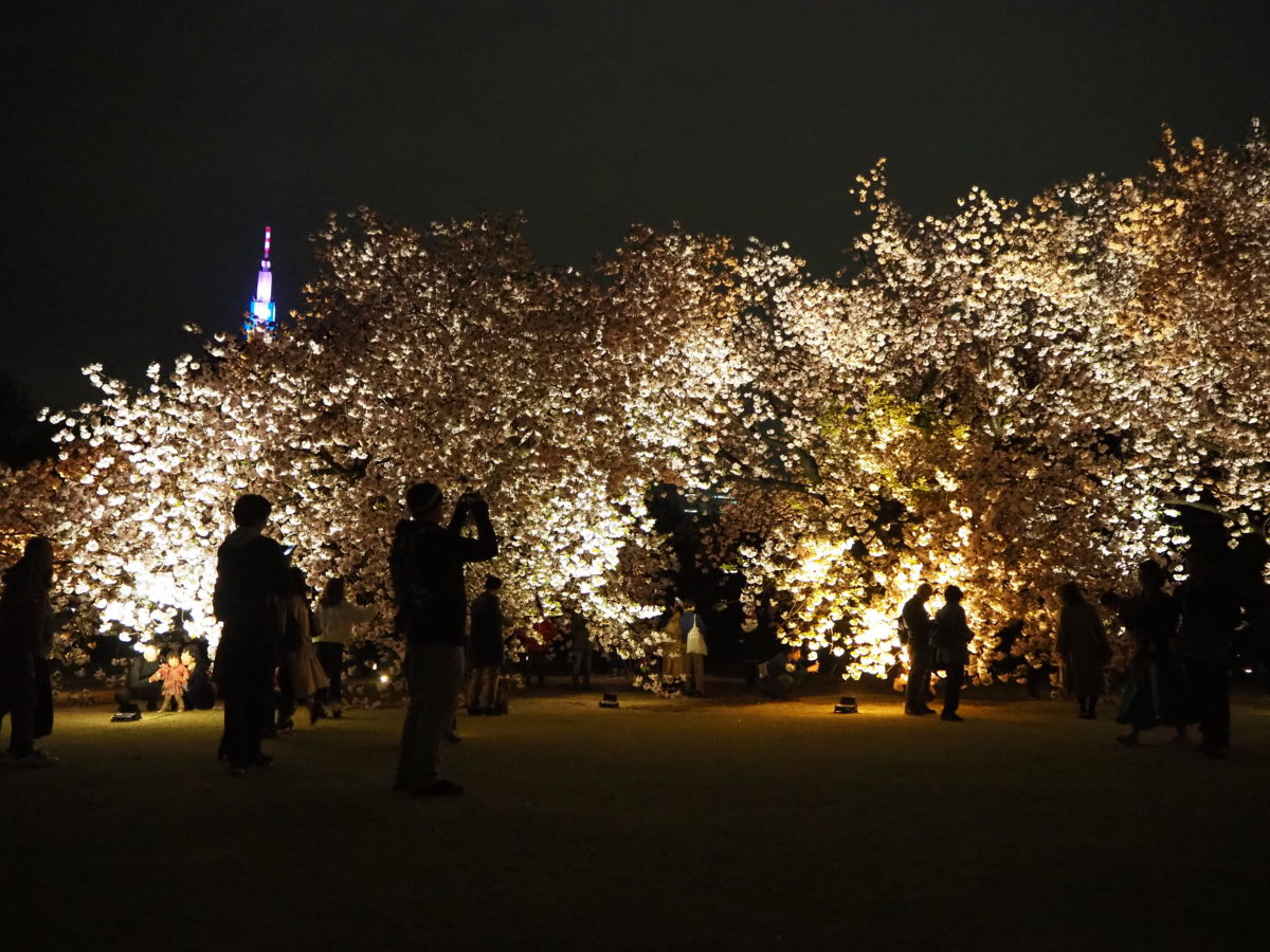 新宿御苑で 八重桜ライトアップ が19年4月18日 木 まで開催 映えショットやグルメ情報をご紹介 オマツリジャパン 毎日 祭日