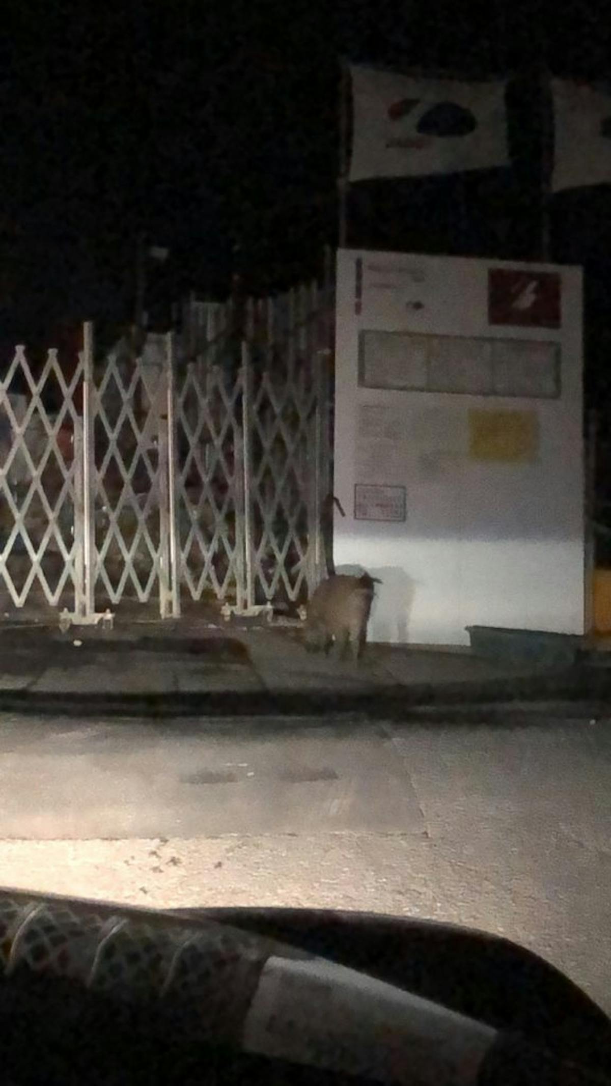 これがお金持ちのお花見なのか 芦屋さくらまつりを徹底解説ざます 笑 オマツリジャパン あなたと祭りをつなげるメディア これがお金持ちのお花見なのか 芦屋さくらまつりを徹底解説ざます 笑 オマツリジャパン あなたと祭りをつなげるメディア