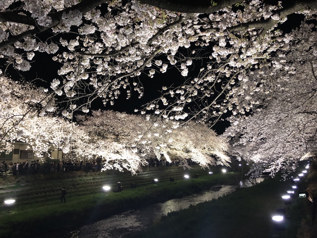 2019年日程確定！たったの3時間だけ行われる「野川の桜ライトアップ」の魅力とは？