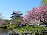 令和のスタートをお花見で！桜と北海道グルメが楽しめる「松前さくらまつり」をご紹介！