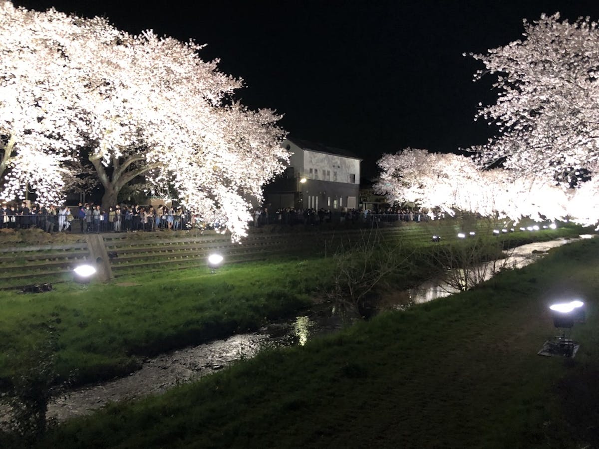 19年日程確定 たったの3時間だけ行われる 野川の桜ライトアップ の魅力とは オマツリジャパン あなたと祭りをつなげるメディア 19年日程確定 たったの3時間だけ行われる 野川の桜ライトアップ の魅力とは オマツリジャパン あなたと祭りをつなげるメディア