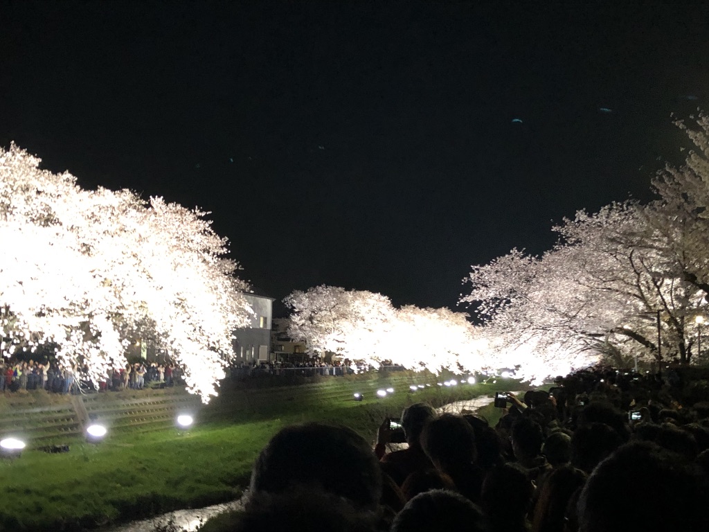 野川の桜ライトアップ