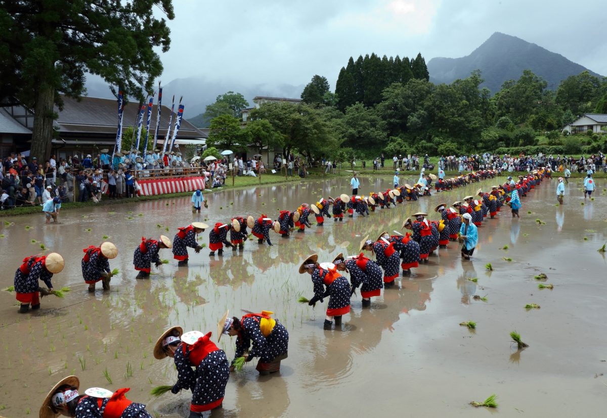 お田植え