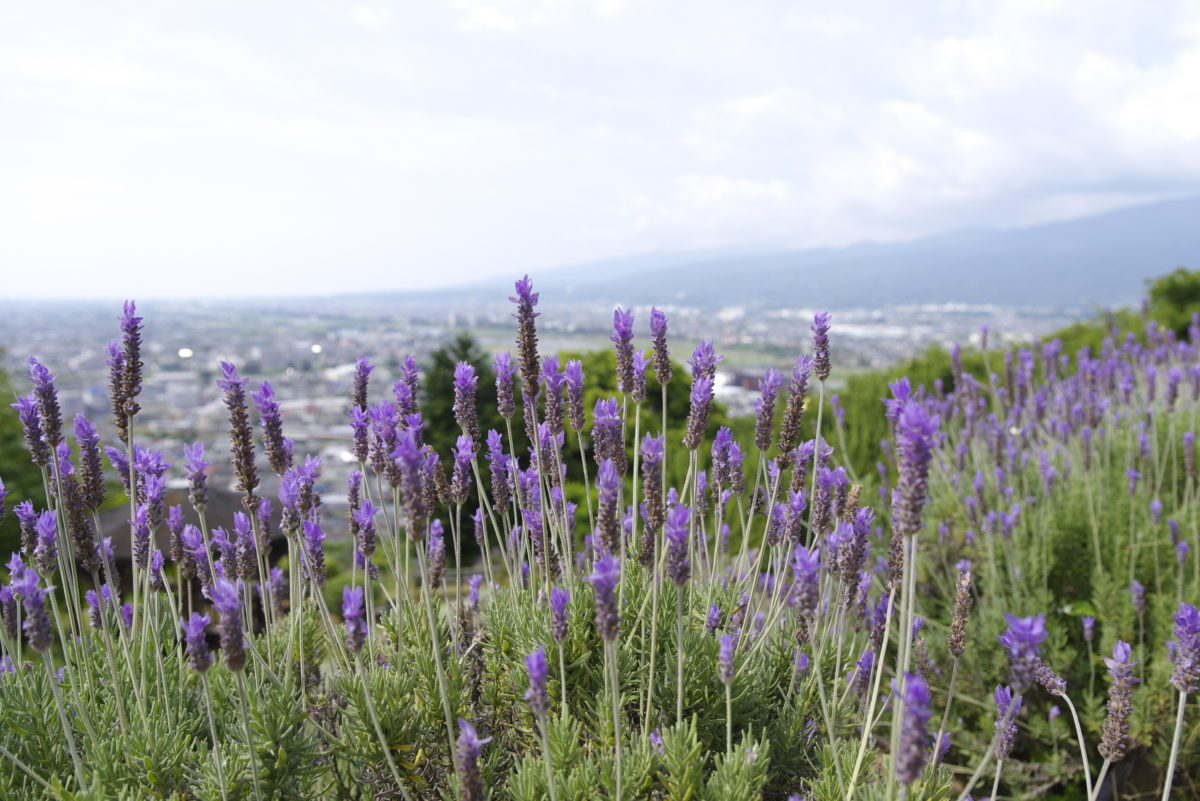 松田町ハーブフェスティバル2019