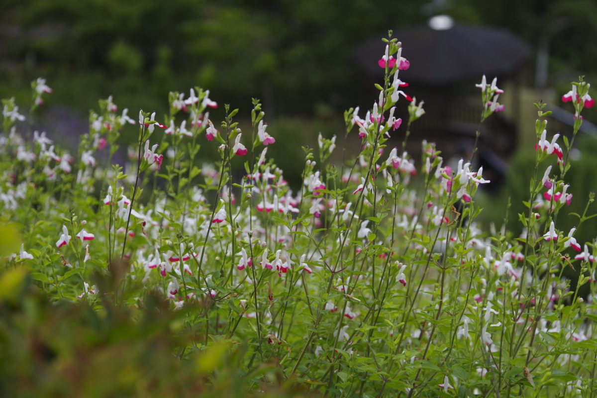 松田町ハーブフェスティバル2019