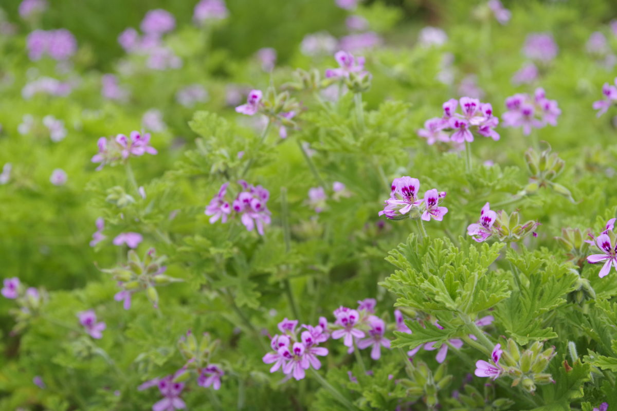 松田町ハーブフェスティバル2019