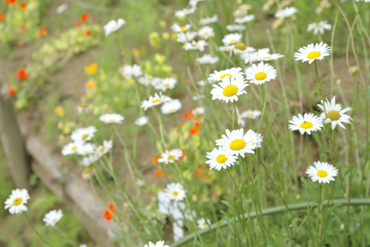 松田町ハーブフェスティバル2019