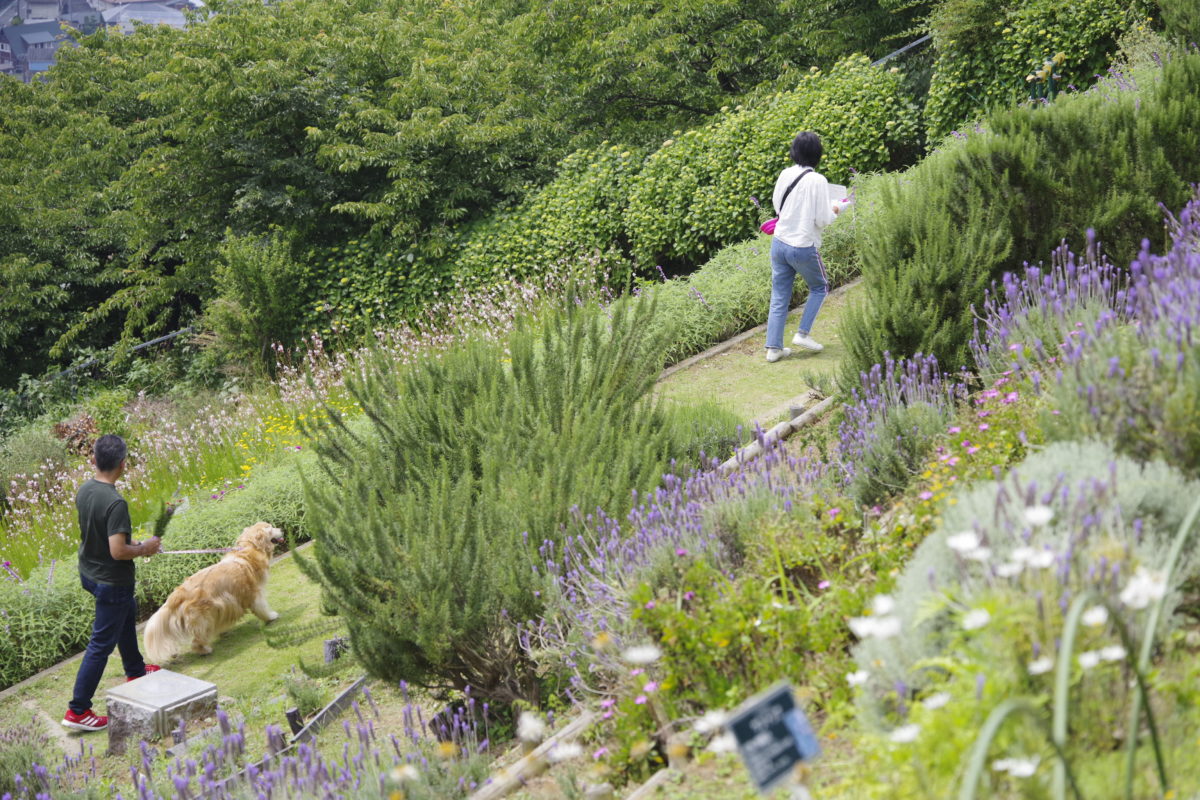 松田町ハーブフェスティバル2019