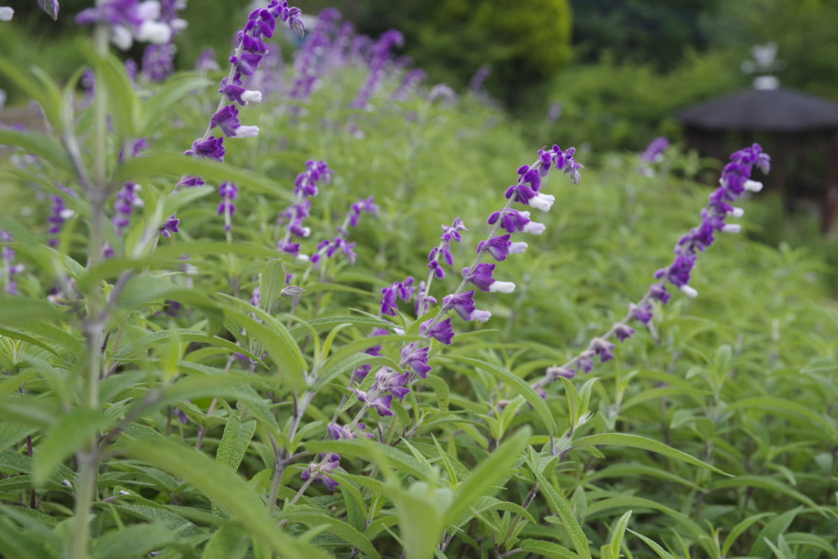 松田町ハーブフェスティバル2019