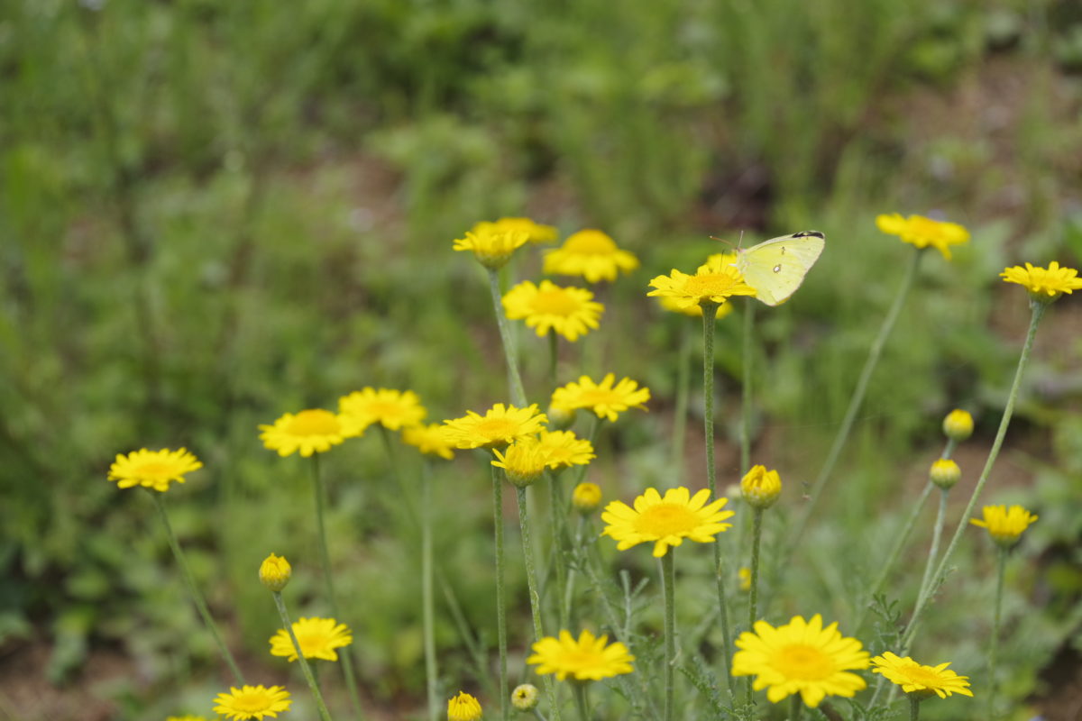 松田町ハーブフェスティバル2019