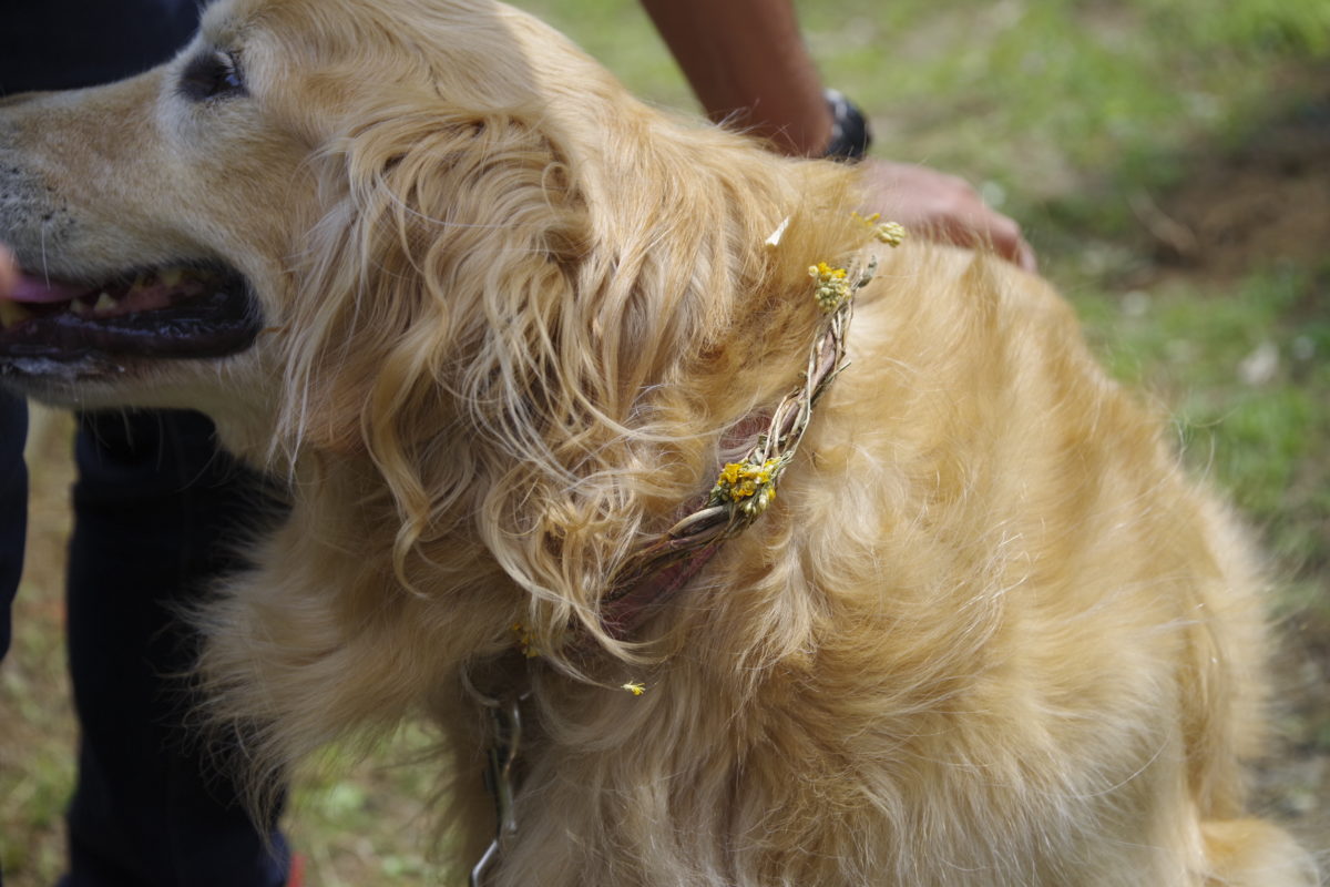 松田町ハーブフェスティバル2019