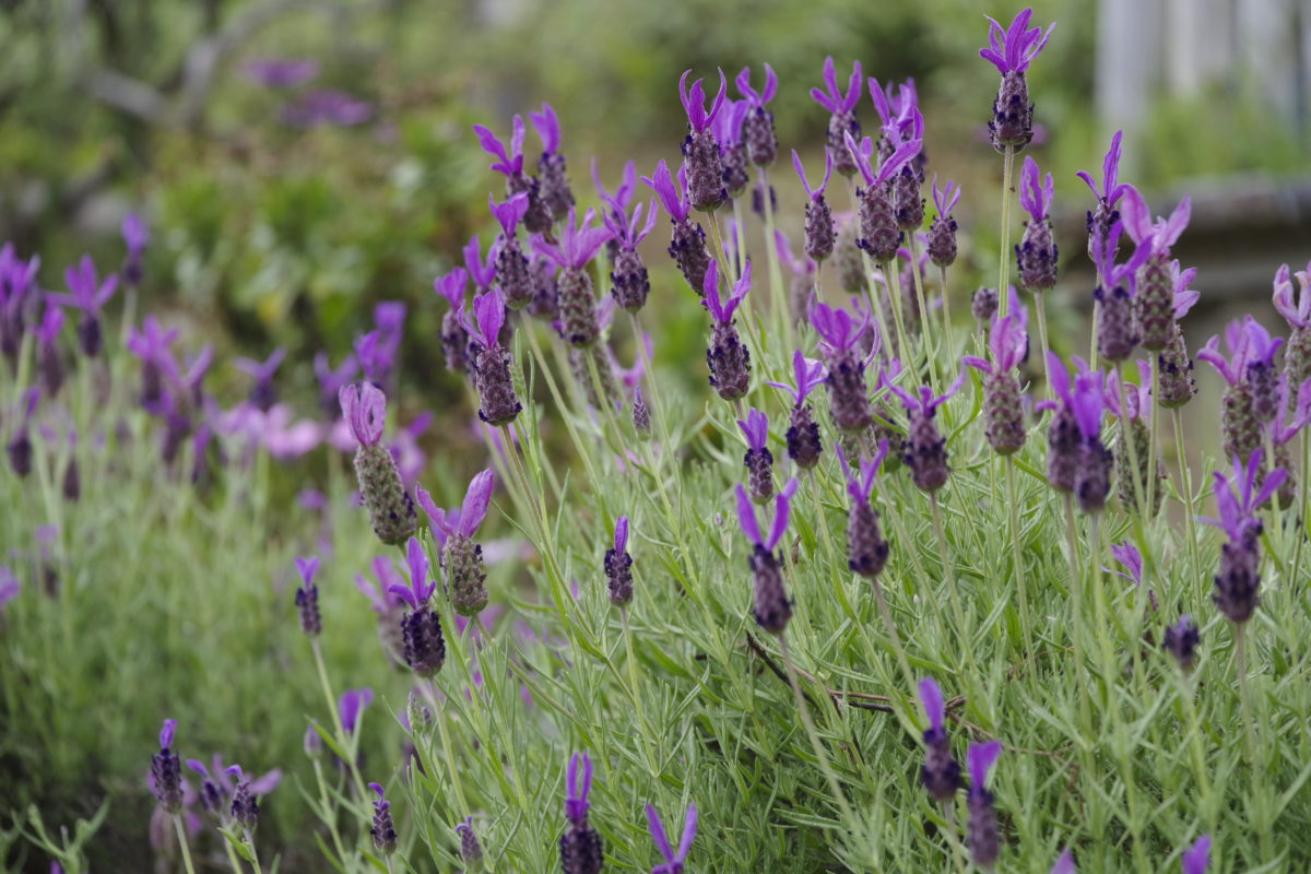 松田町ハーブフェスティバル2019