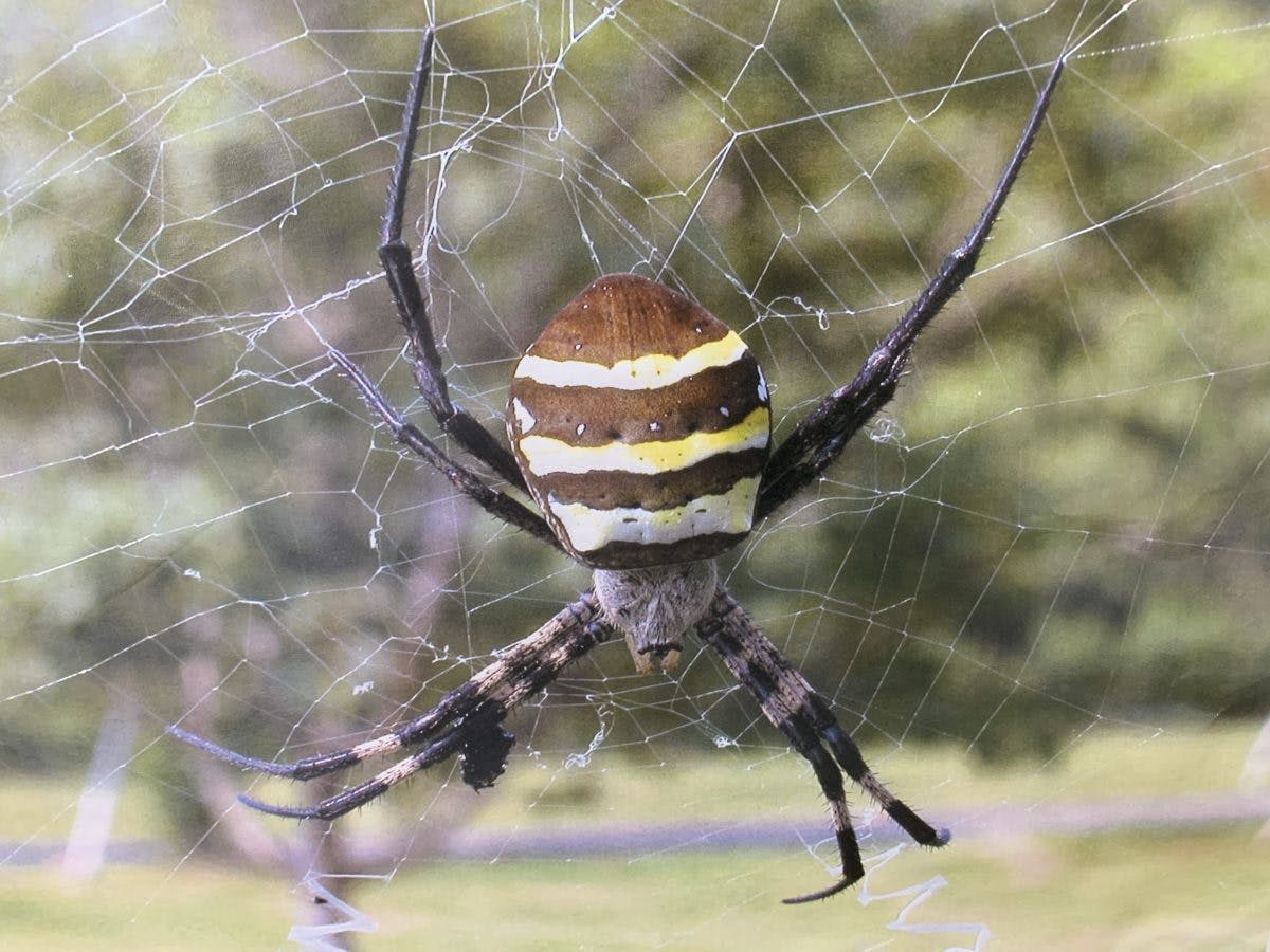 閲覧注意 加治木のくも合戦 かみつくか ぶっかけるか 切り落とすか 真のスパイダー大戦がここにある オマツリジャパン あなたと祭りをつなげるメディア