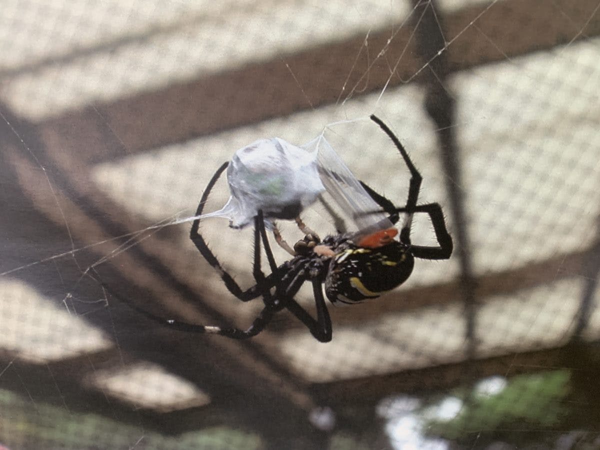 閲覧注意 加治木のくも合戦 かみつくか ぶっかけるか 切り落とすか 真のスパイダー大戦がここにある オマツリジャパン 毎日 祭日