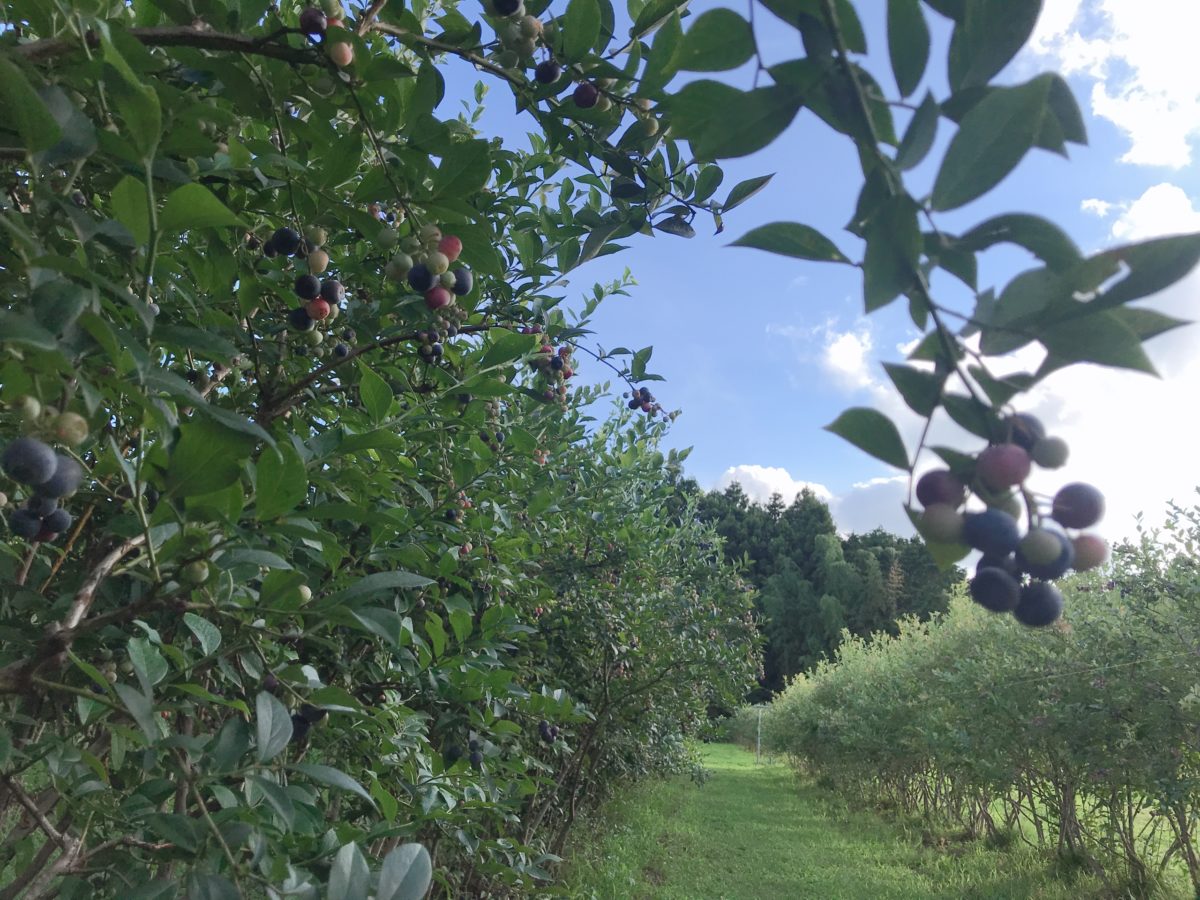 ブルーベリーフレンドファーム