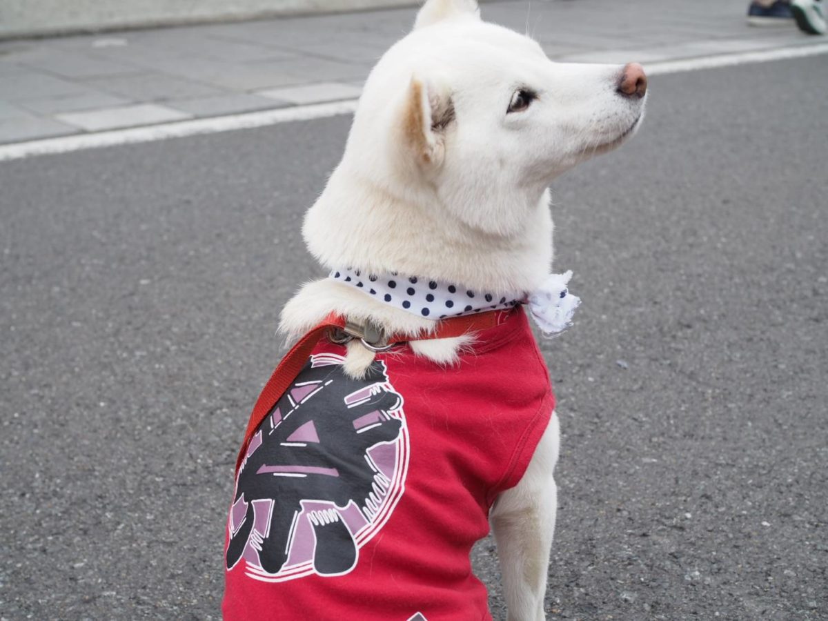 小江戸川越まつり