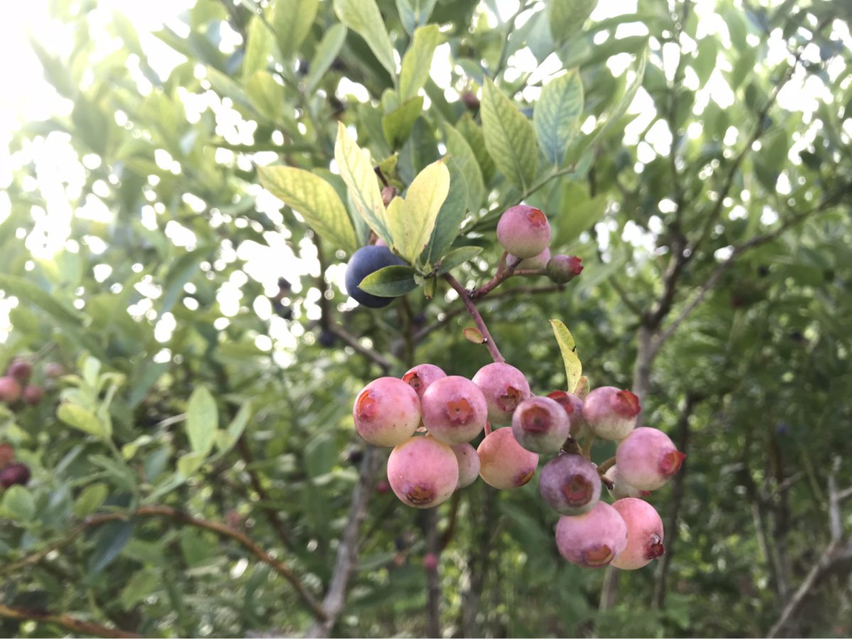 ブルーベリファーム