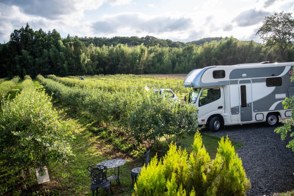 ブルーベリファーム