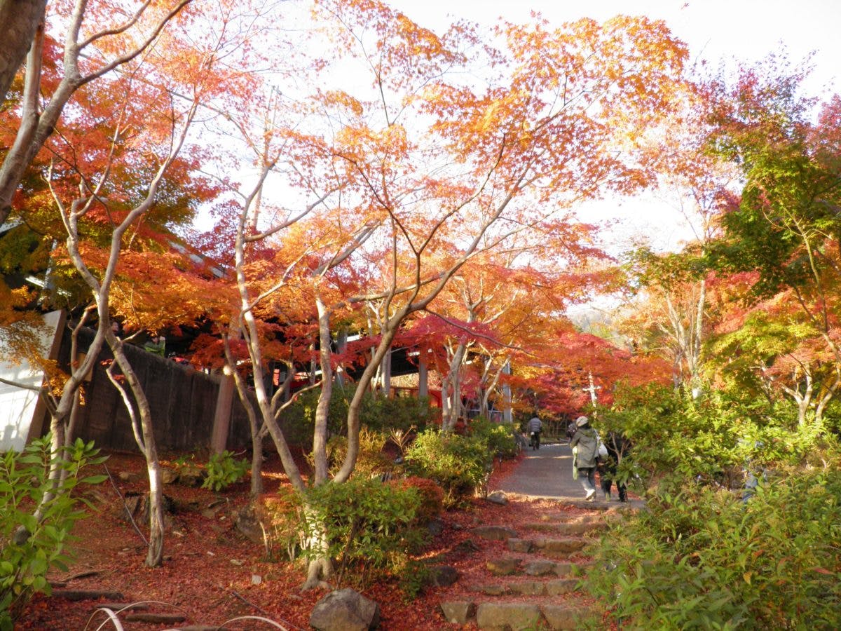 筑波山もみじまつり 筑波山神社の宮脇からケーブルカーに乗って筑波山を丸ごと紅葉狩り オマツリジャパン 毎日 祭日