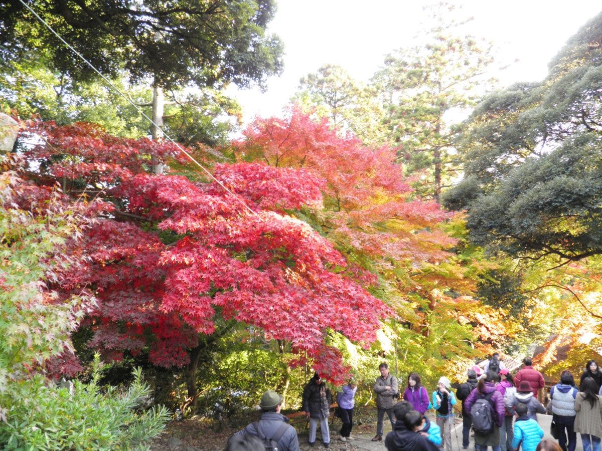 筑波山もみじまつり 筑波山神社の宮脇からケーブルカーに乗って筑波山を丸ごと紅葉狩り オマツリジャパン 毎日 祭日