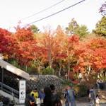 「筑波山もみじまつり」、筑波山神社の宮脇からケーブルカーに乗って筑波山を丸ごと紅葉狩り
