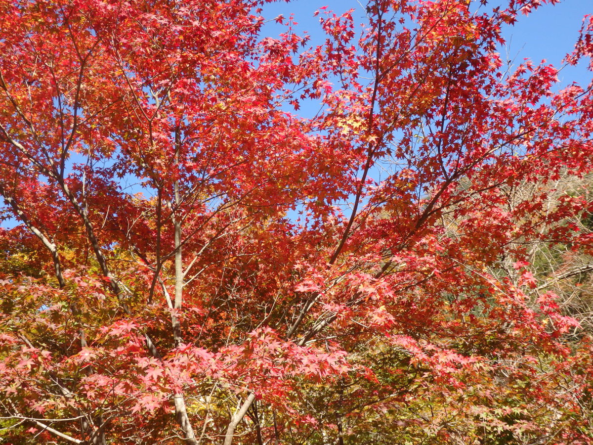 【紅葉まつりに行こう】関東で秋の色彩を背景に催される「紅葉まつり」9選