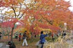 「嵐山渓谷紅葉まつり」、京都の嵐山に肩を並べる自然美