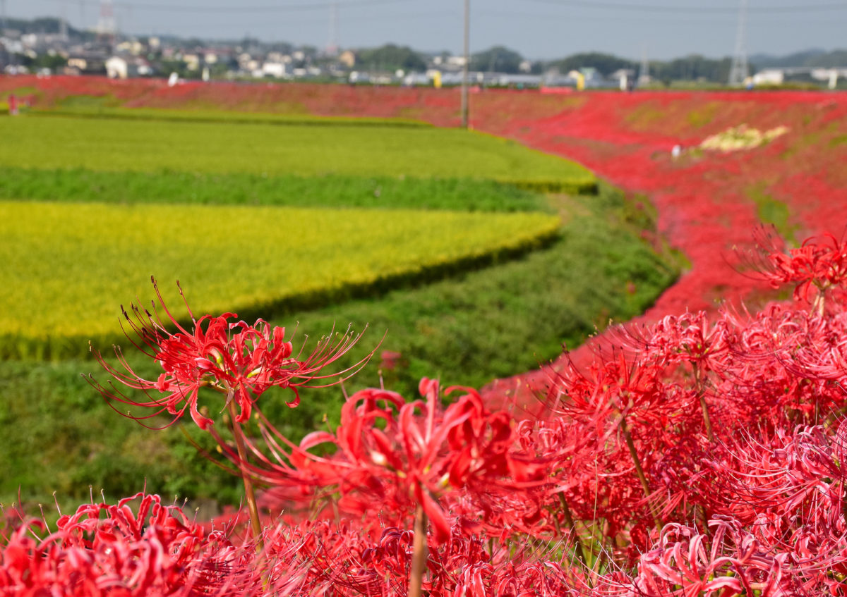ごんの秋まつり